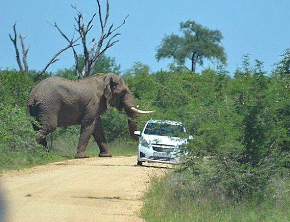 elephant-who-hates-cars