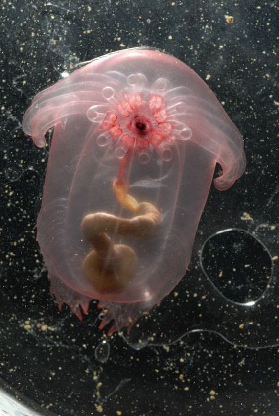 extraordinary_animals