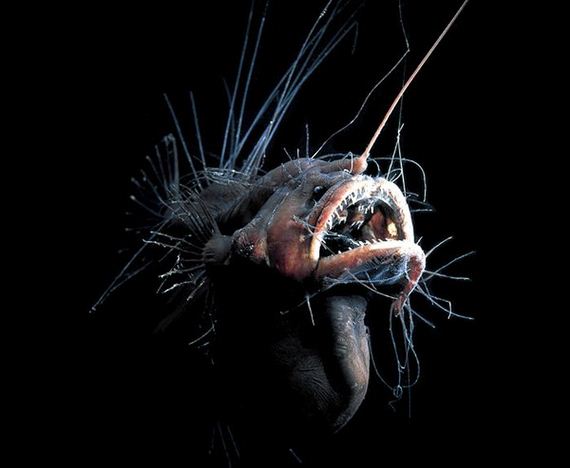 extraordinary_animals