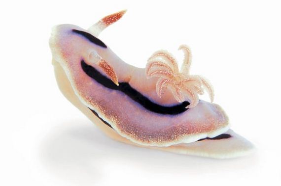 extraordinary_animals