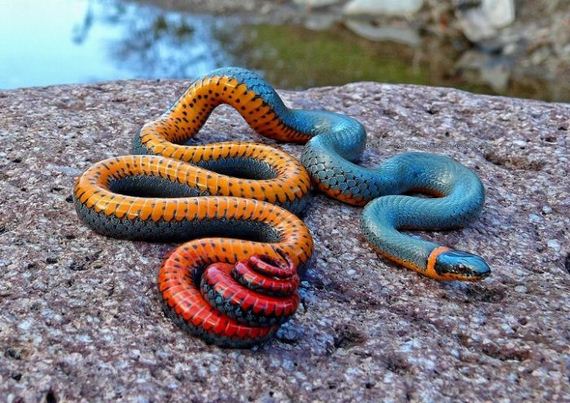 extraordinary_animals