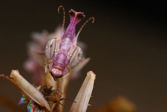 extraordinary_animals