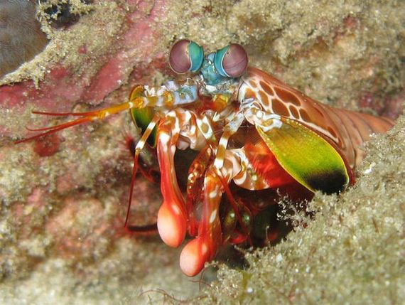 extraordinary_animals