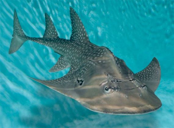 extraordinary_animals