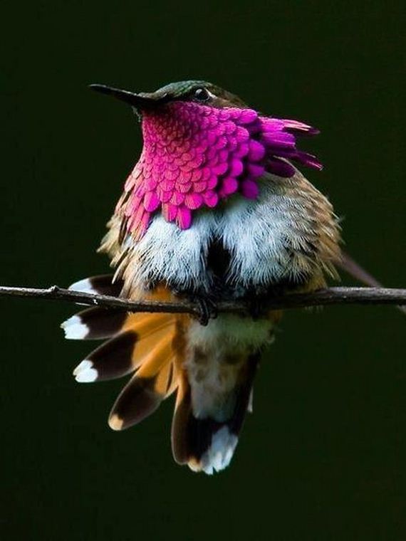 extraordinary_animals