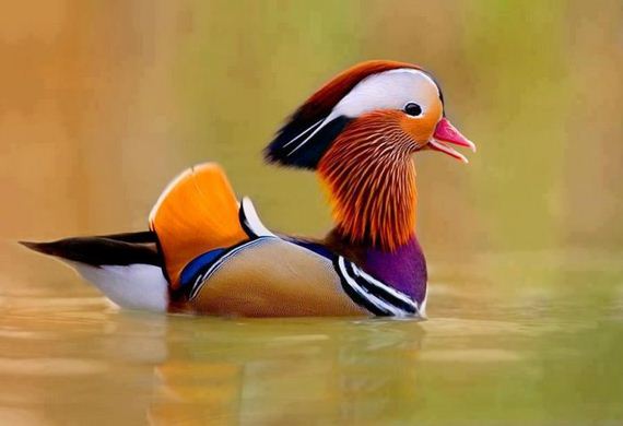 extraordinary_animals
