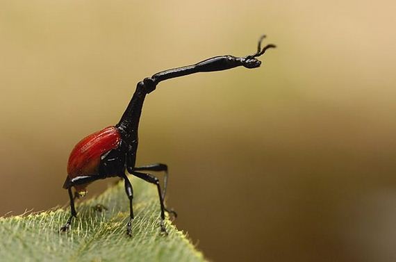extraordinary_animals