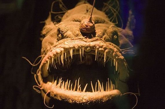 extraordinary_animals