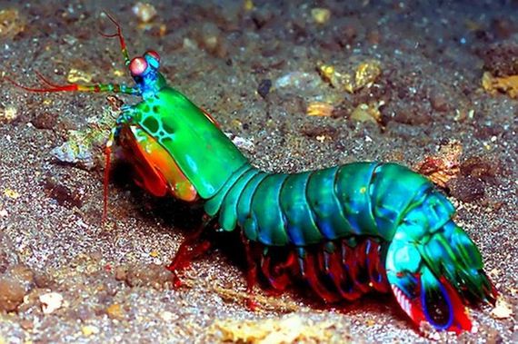 extraordinary_animals