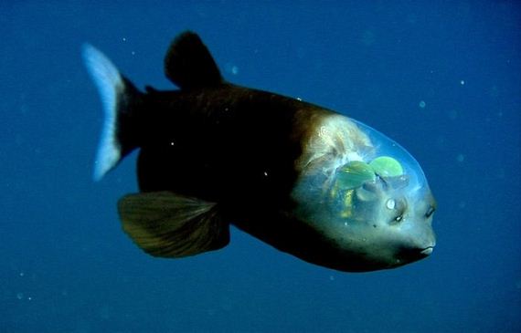 extraordinary_animals