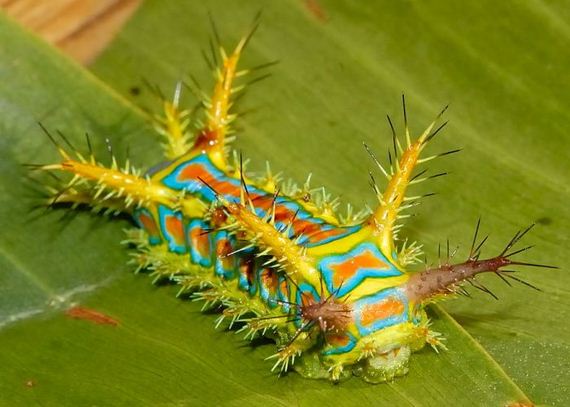 extraordinary_animals