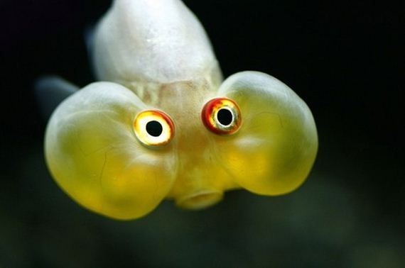 extraordinary_animals