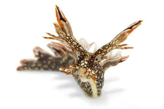 extraordinary_animals