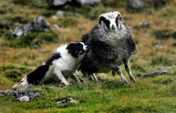 faroe-islands-33-pics
