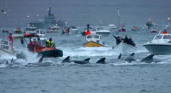 faroe-islands-33-pics