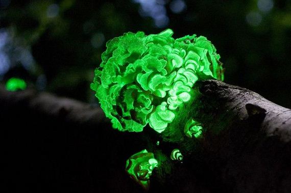 fascinating_fungi_around_the_world
