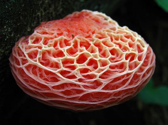 fascinating_fungi_around_the_world