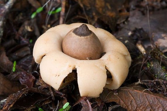 fascinating_fungi_around_the_world