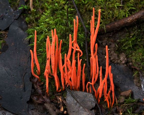 fascinating_fungi_around_the_world