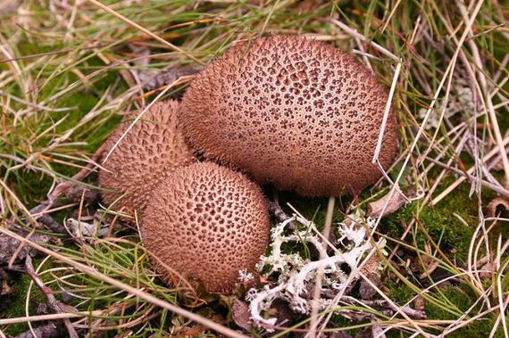 fascinating_fungi_around_the_world