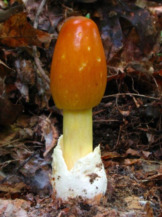 fascinating_fungi_around_the_world