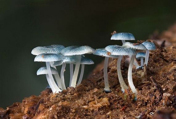 fascinating_fungi_around_the_world