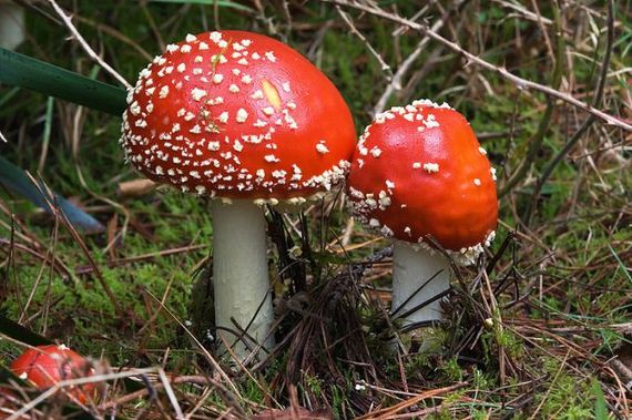 fascinating_fungi_around_the_world
