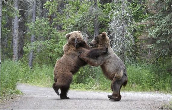 fighting-bears