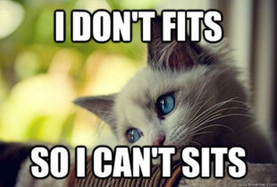 first_world_problems_cat