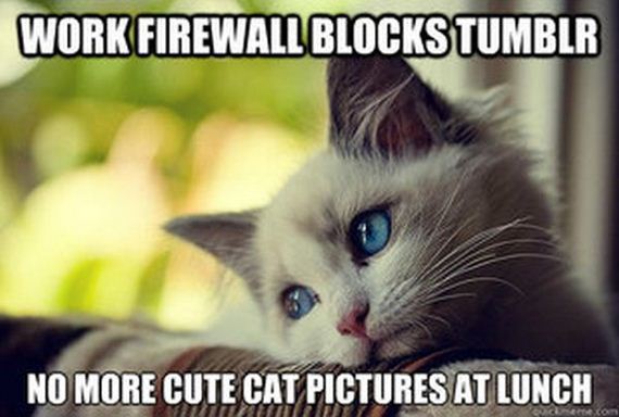first_world_problems_cat