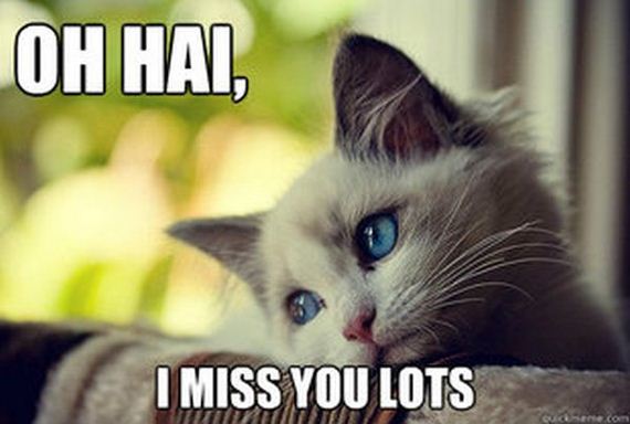 first_world_problems_cat