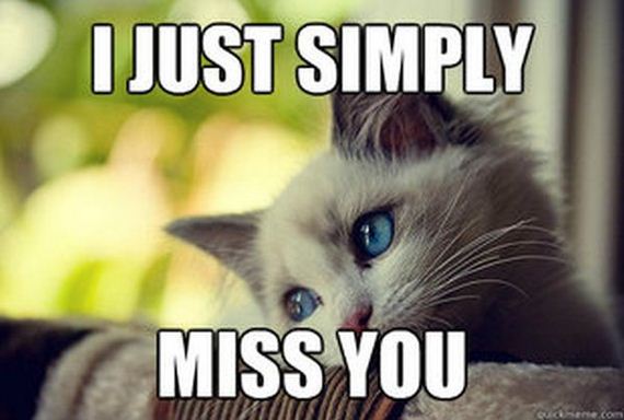 first_world_problems_cat