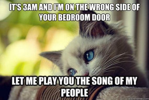 first_world_problems_cat