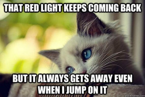 first_world_problems_cat