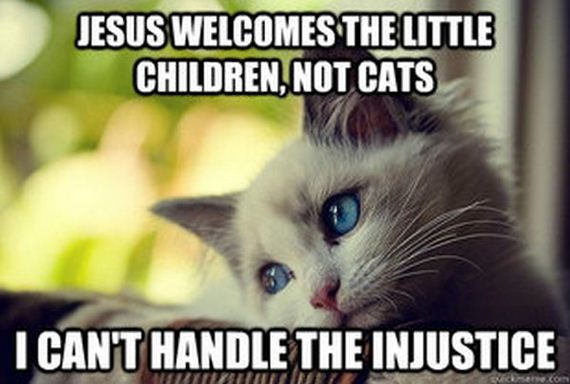 first_world_problems_cat
