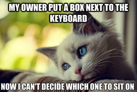 first_world_problems_cat