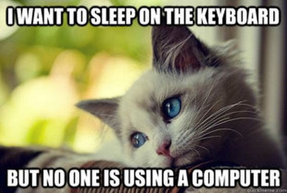 first_world_problems_cat