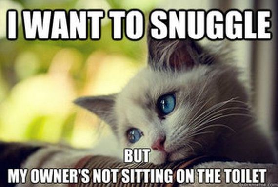 first_world_problems_cat