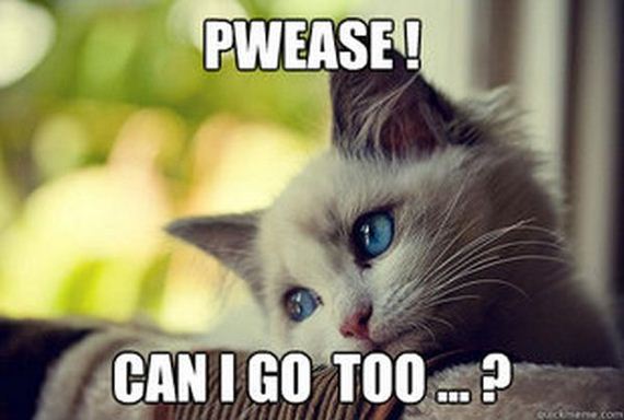 first_world_problems_cat