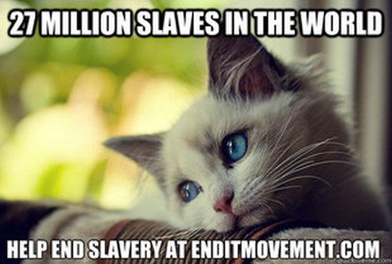 first_world_problems_cat