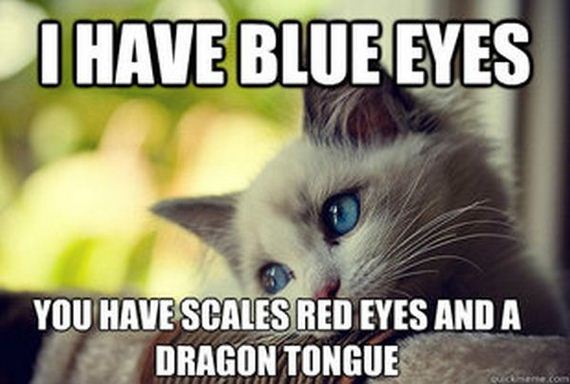 first_world_problems_cat