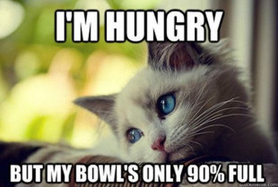 first_world_problems_cat