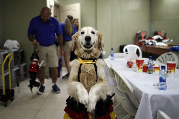 flamenco-dancing-dog