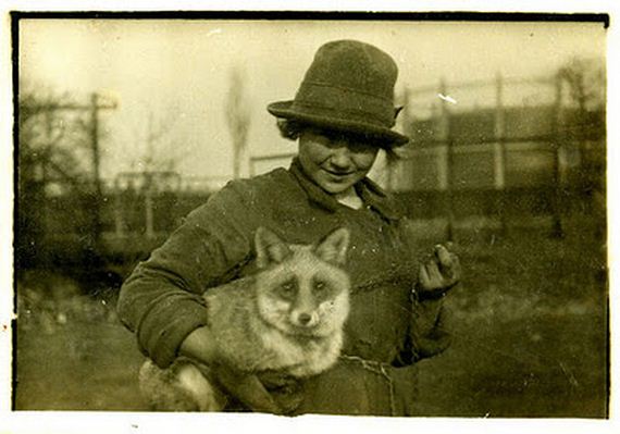foxes-people-keep-pets