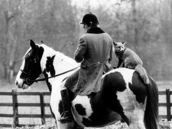 foxes-people-keep-pets