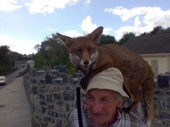 foxes-people-keep-pets