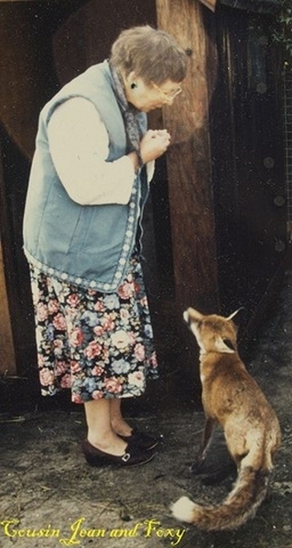 foxes-people-keep-pets