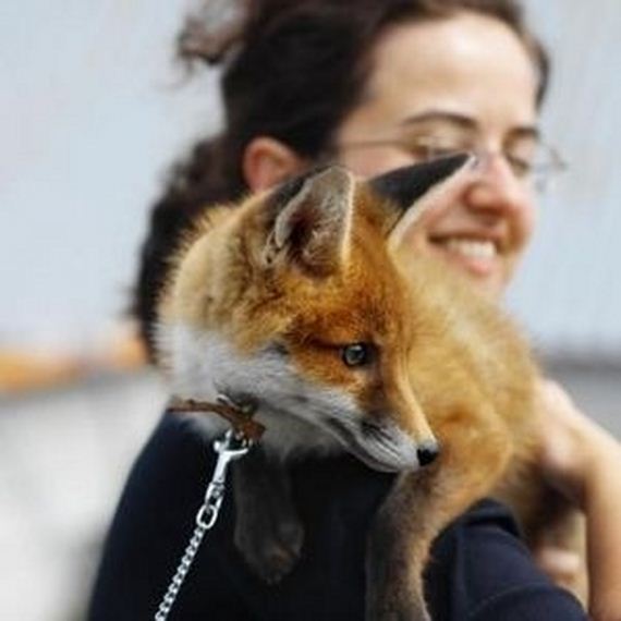 foxes-people-keep-pets