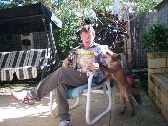 foxes-people-keep-pets