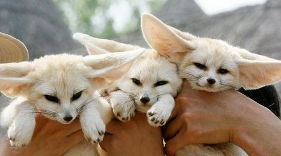 foxes-people-keep-pets